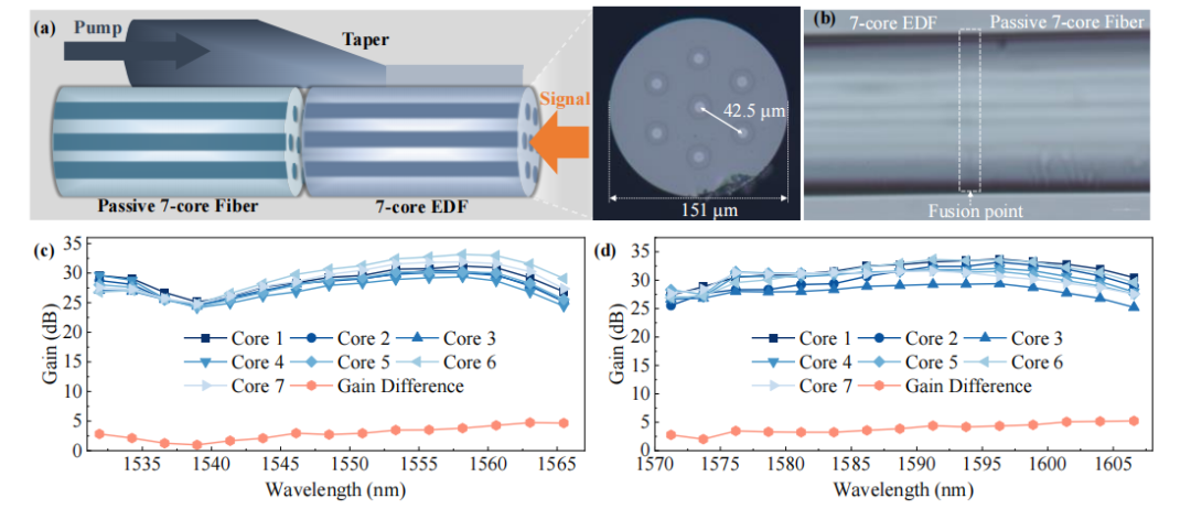 7芯单模掺铒光纤放大器增益特性