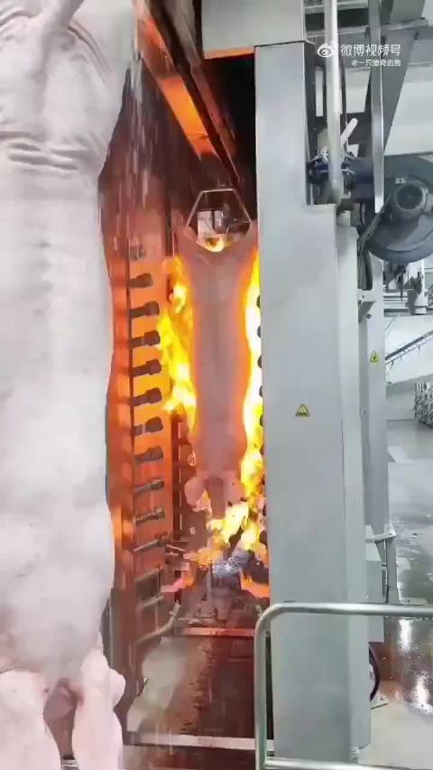 中国的全自动杀猪现场,科技很活,二师兄看了会有啥感想呢?_新浪新闻
