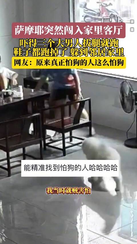 原来真正怕狗的人这么怕狗!萨摩耶突然闯进家3男子拔腿就跑|狗_新浪新闻