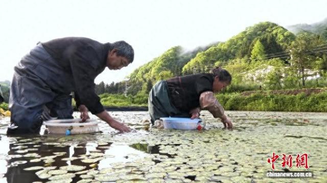近日，重庆市石柱土家族自治县黄水镇，莼农在田间采摘莼菜。谭艳波 摄