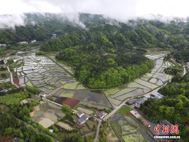 近日，航拍重庆市石柱土家族自治县的一处莼菜田。(无人机照片)谭艳波 摄