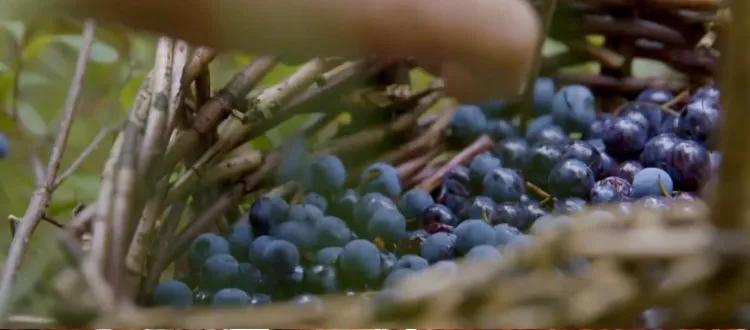 （图/《水果传》）