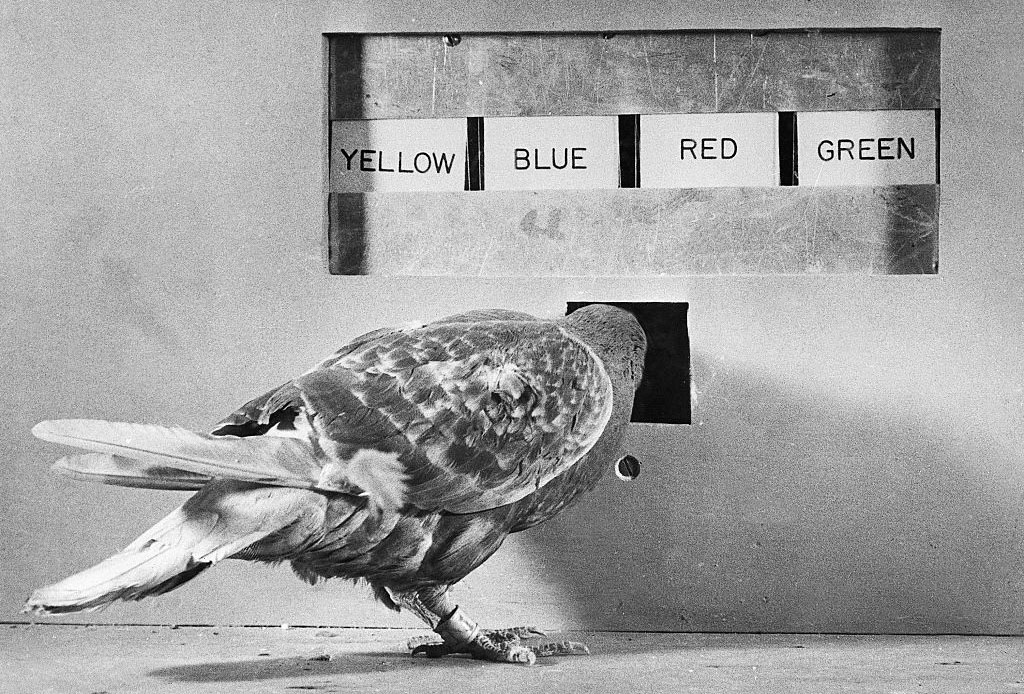 图丨在另一项斯金纳的实验中，一只鸽子在正确地将彩色光线与相应的彩色面板匹配后获得食物。（来源：GETTY IMAGES）