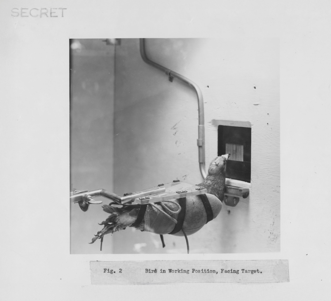 图丨斯金纳最初用乌鸦开展导弹研究，后因这种聪慧的黑色鸟类难以驯服而改用鸽子（来源：B.F.斯金纳基金会）