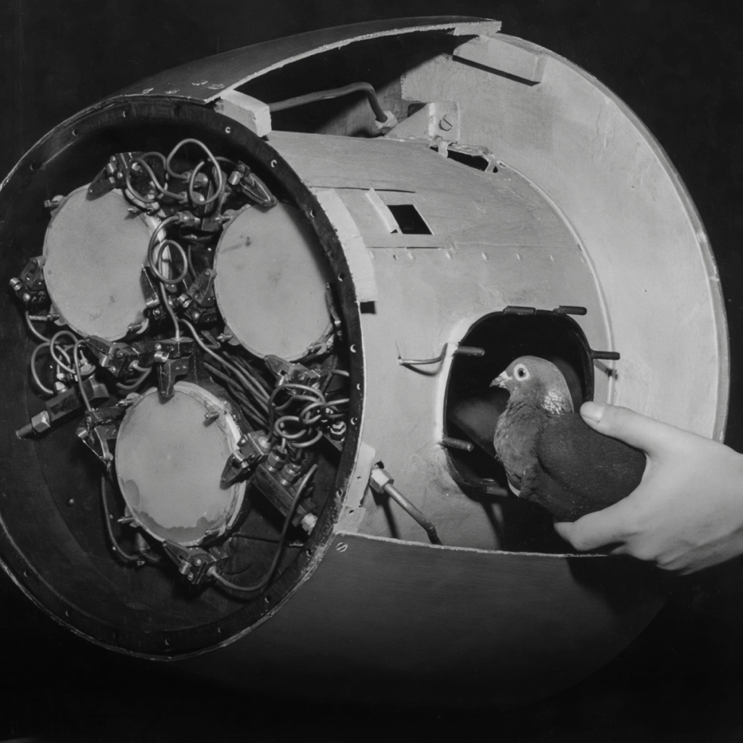 图丨心理学家 B.F.斯金纳曾尝试通过训练鸽子来引导导弹，以提高其精确度（来源：B.F.斯金纳基金会）