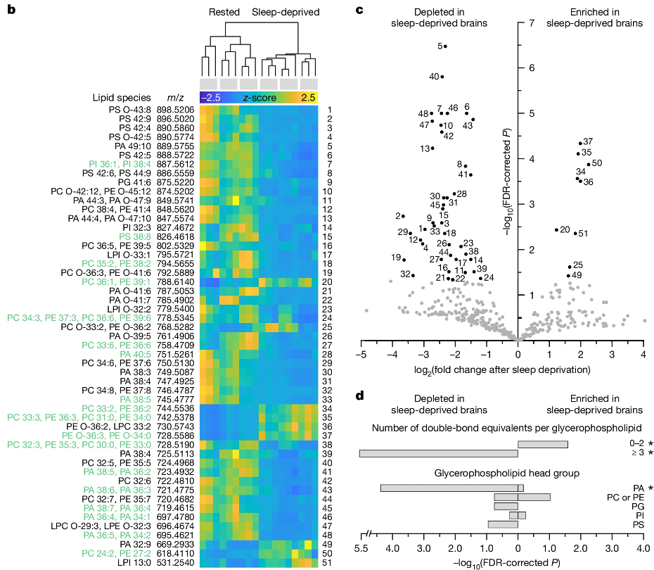 图片直观展示了休息和睡眠剥夺的情况下，果蝇大脑中的