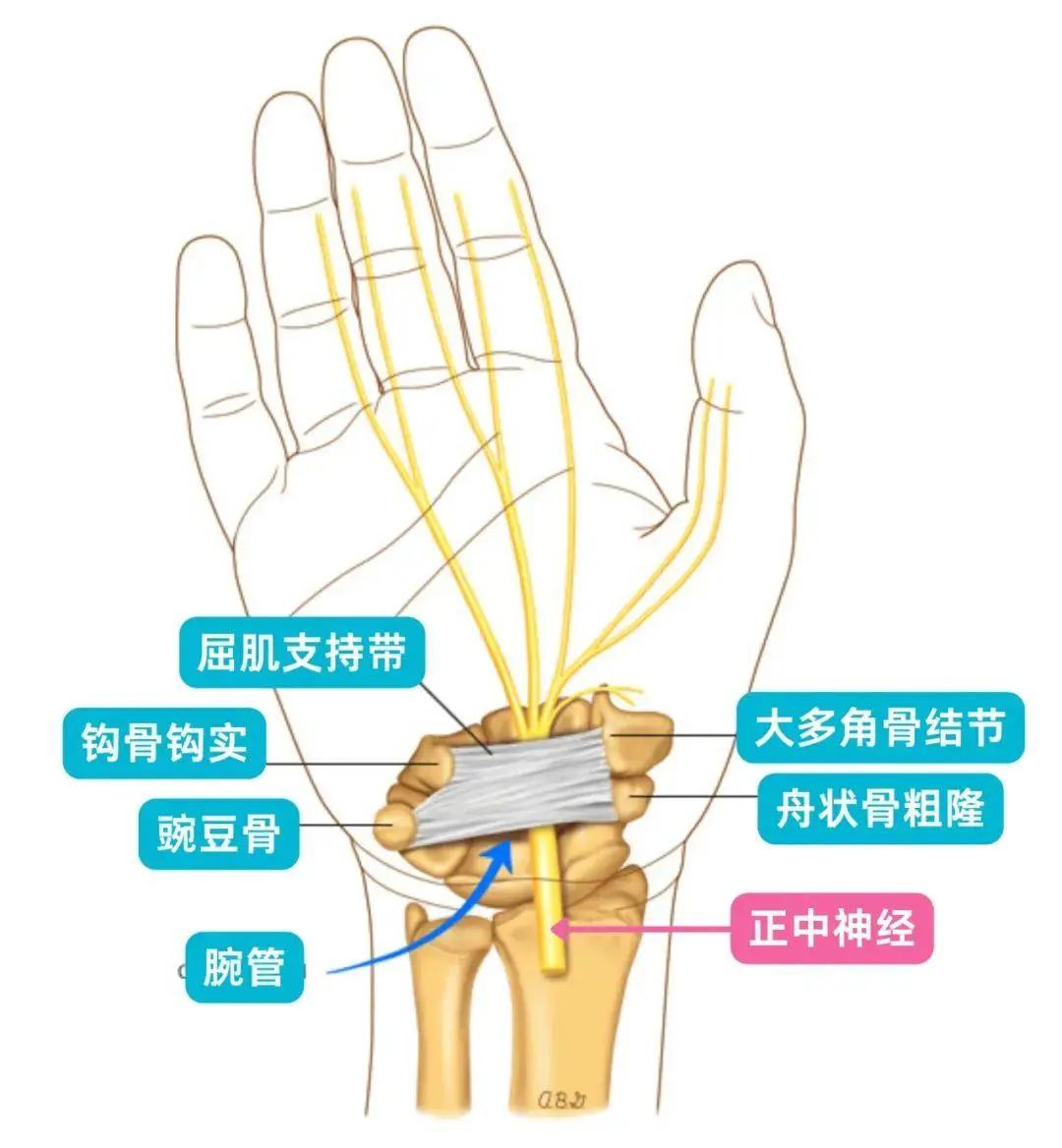 简单来说,手腕里有一条"隧道",里面有一根重要的"电线"