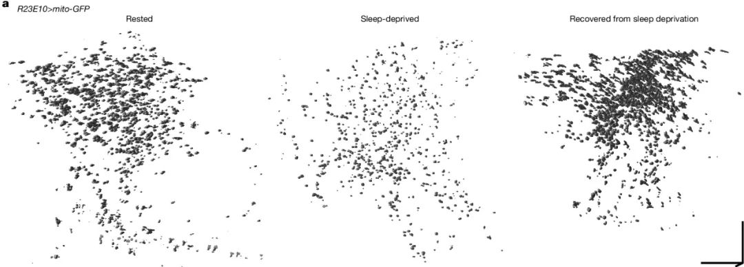 这张图从左到右依次显示了休息状态、睡眠剥夺状态和