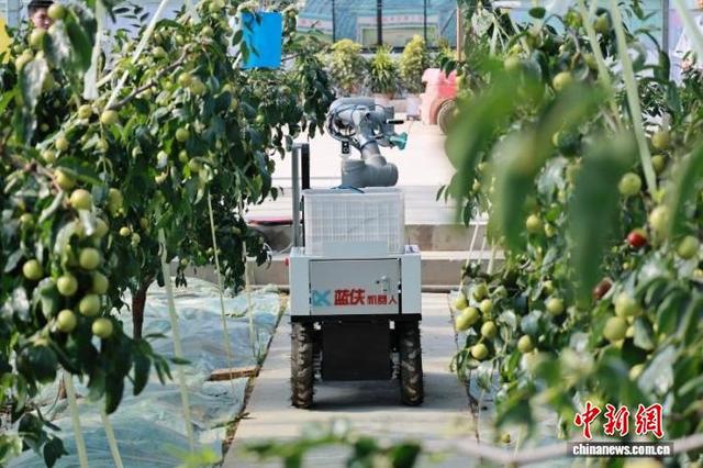 图为智能冬枣采摘机器人测试现场。(资料图)赵卓昱 摄