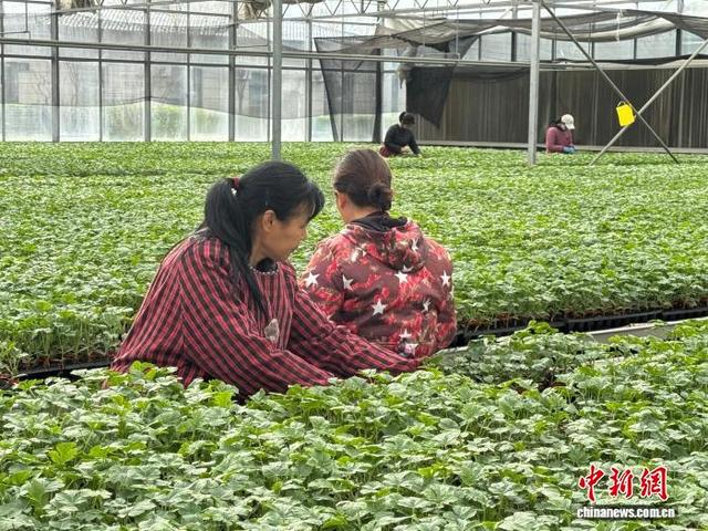 图为大荔县新颖现代农业园区内，工作人员正在整理瓜苗。杨英琦 摄