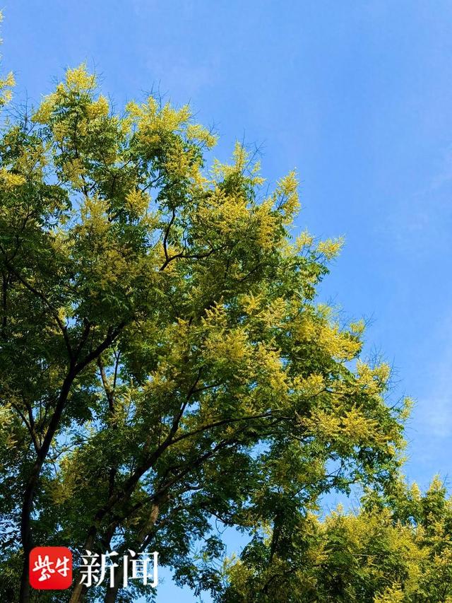 栾树花开秋将至|栾树_新浪财经_新浪网