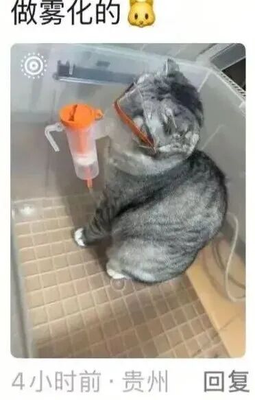 图源新浪微博@陈皓然icon