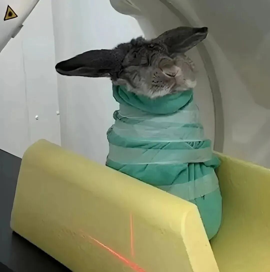 图源：新浪微博@兔球也许