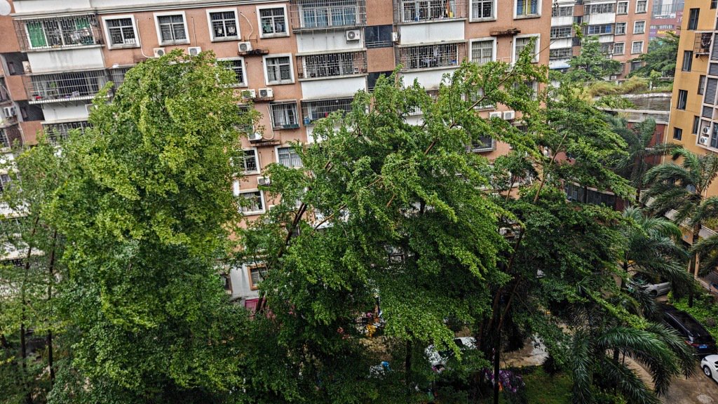 9月8日，廣東珠海，路邊樹(shù)木被風(fēng)吹得東倒西歪。