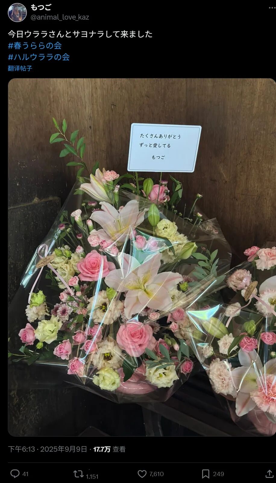 喜爱春乌菈菈的人们前往马场送花