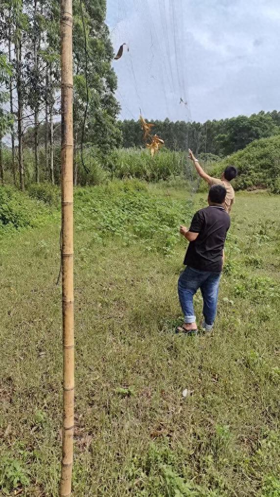 图为基层干部排查发现非法捕鸟网