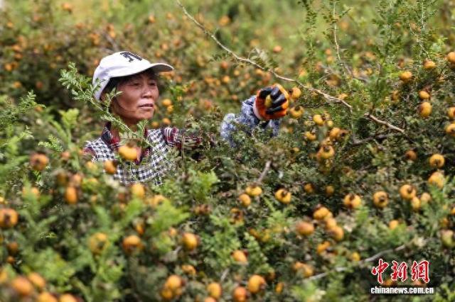 贵州龙里:刺梨采摘加工忙|合作社_新浪财经_新浪网