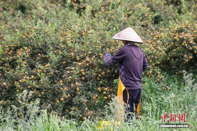贵州龙里:刺梨采摘加工忙|合作社_新浪财经_新浪网