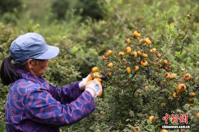 贵州龙里:刺梨采摘加工忙|合作社_新浪财经_新浪网