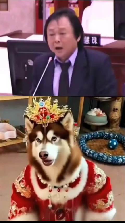 本来应该从从容容游刃有余,现在是匆匆忙忙连滚带爬不养狗不知道养狗的乐趣_新浪新闻