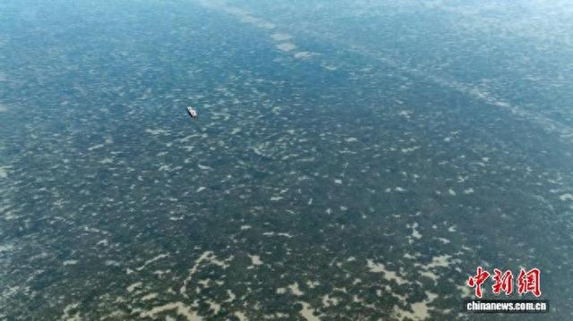 5月27日，河北省唐山市曹妃甸区，工作人员正在对海草床进行管护。（无人机照片） 卢铭 摄