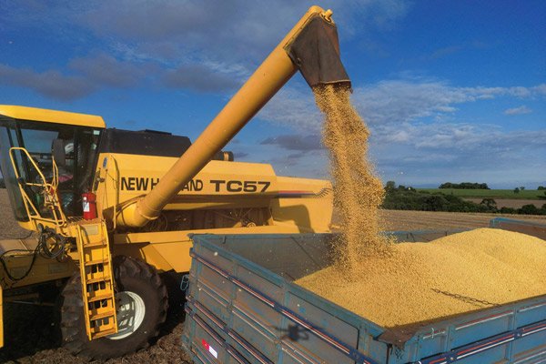 4月4日，巴西南里奧格蘭德州，農場工人收獲大豆。 IC Photo