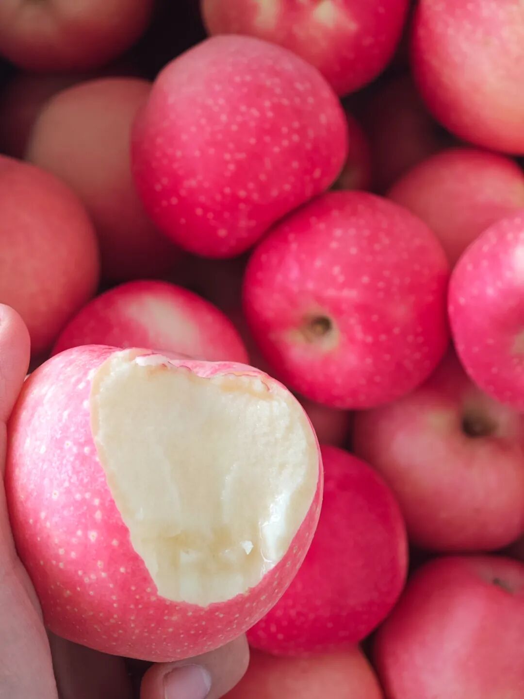 最近吃到这颗嘎啦果,才想起小时候苹果该有的味