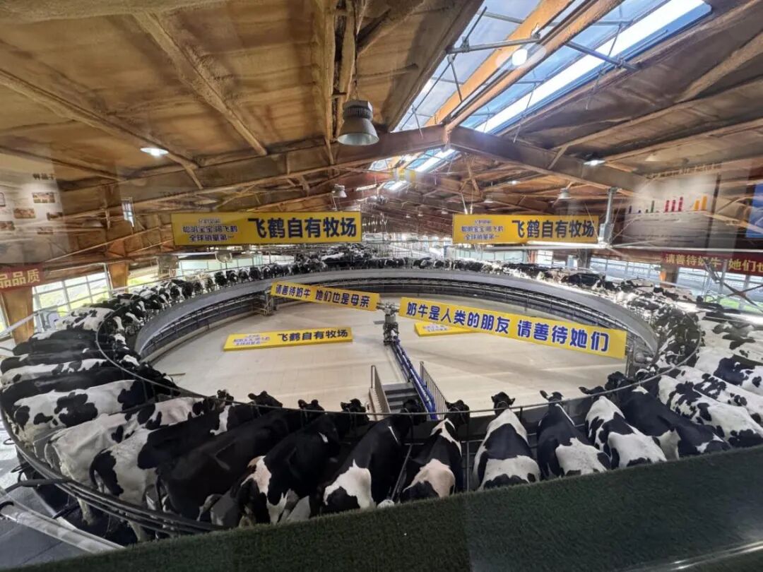 飞鹤自有牧场。