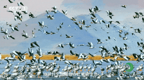 珠穆朗玛峰国度级当然保护区高兴 图源：“央视一套”微信公众号