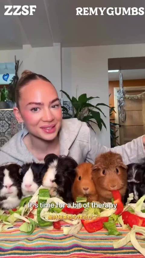 沉浸式荷兰猪吃播 好多猪妞|吃播_新浪新闻
