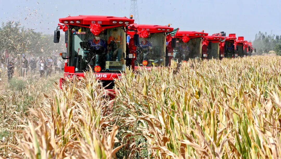 9月8日，大型制种玉米收获机在甘肃省张掖市甘州区碱滩镇普家庄村千亩玉米制种基地里收获成熟的制种玉米。