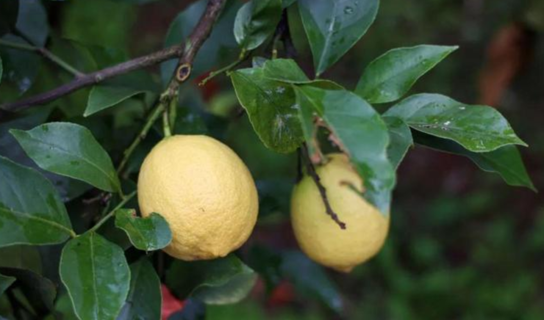 圖源：網(wǎng)絡(luò)