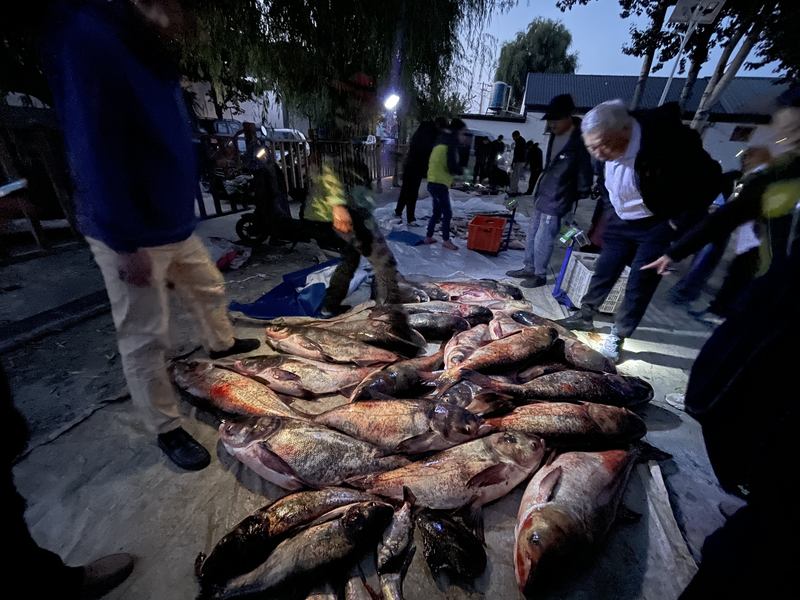 9月25日清晨五点左右，走马庄村水库鱼市场，渔民已经出摊。新京报记者 吴婷婷 摄