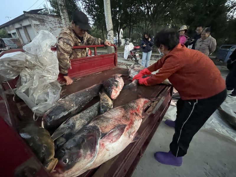 渔民开车到鱼市，今年“头茬”水库鱼以大鱼居多。新京报记者 吴婷婷 摄