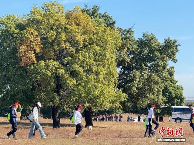 “枫”从草原来 万名游客共赴兴安盟赏五角枫林|兴安盟_新浪财经_新浪网