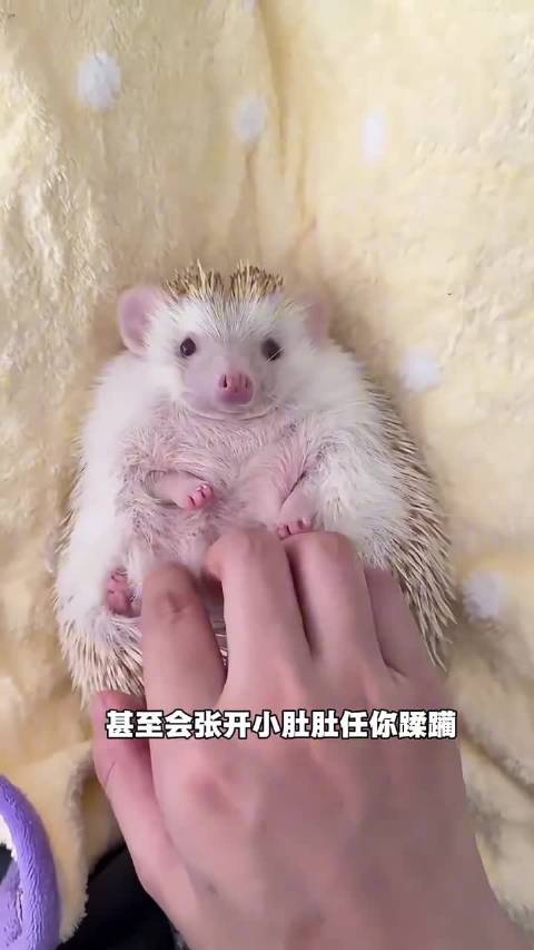 小刺猬可以轻松融化你心，这么可爱的小动物你会饲养吗？|刺猬_新浪新闻