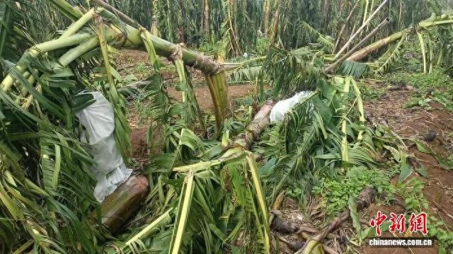 臺風(fēng)“麥德姆”重創(chuàng)廣東雷州市農(nóng)業(yè) 民眾奮力自救