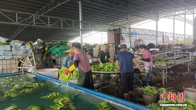 蕉農將收獲的香蕉送到購銷點。李廣用 攝