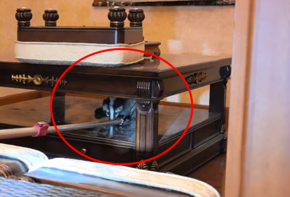 小动物躲在桌子下面.图源:洛阳消防