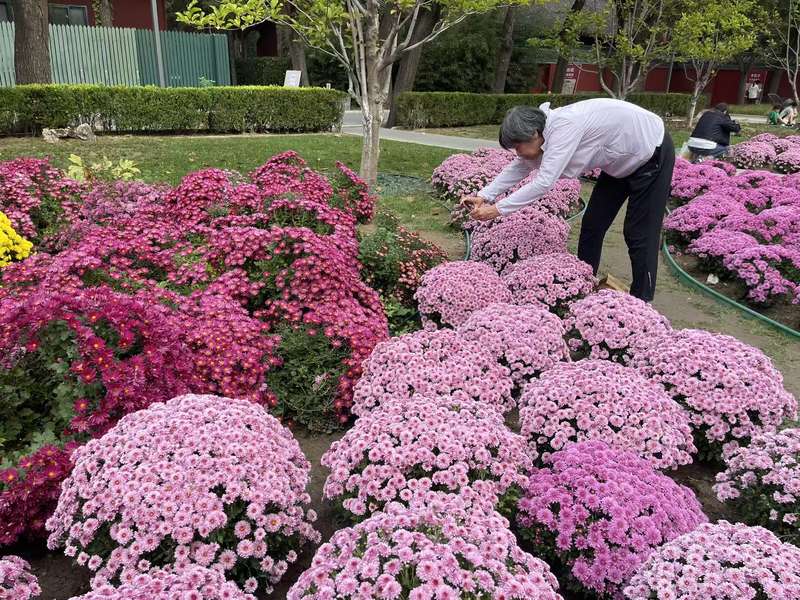 10月4日，日坛公园菊花展吸引了大量游客。新京报记者 吴婷婷 摄