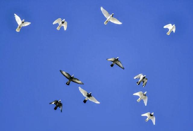 一干部痴迷“翻翻鸽”：4年受贿95只价值132万，最贵一只18万，能换当地50平米房子，退休后获刑10年-祁梦博客