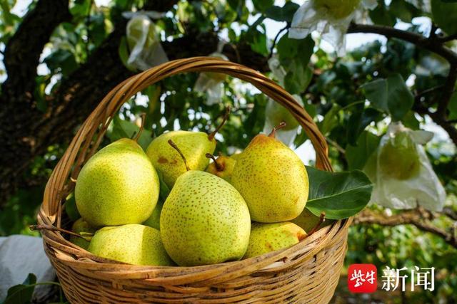 穿越百年的香甜！连云港海州古安梨“非遗”品牌助农兴旅|连云港市_新浪财经_新浪网