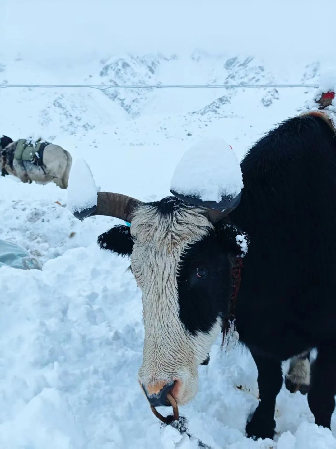 高山徒步中载物的牦牛/王纯洁供图