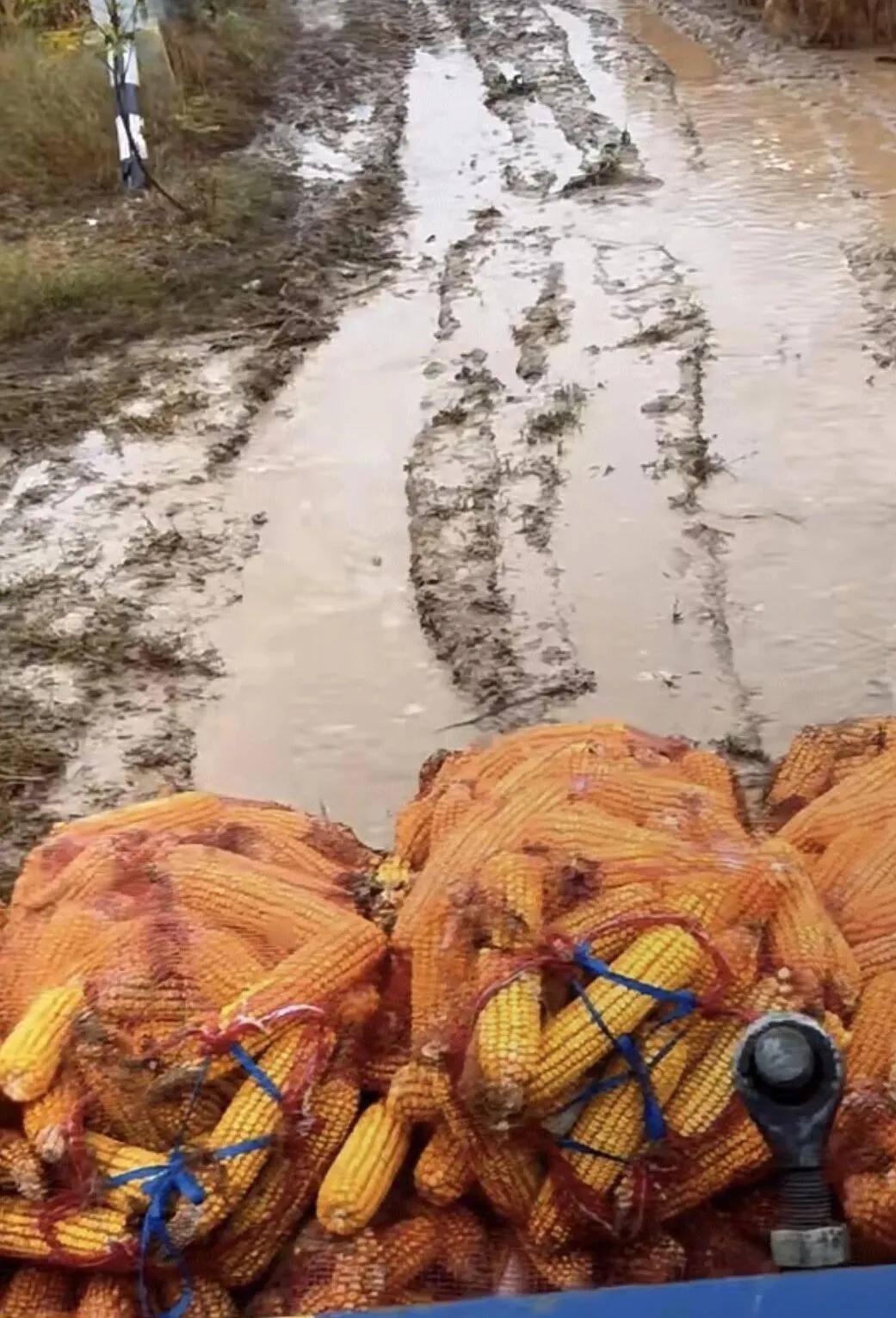 10月14日，山東菏澤，農(nóng)戶拉著掰好的玉米在泥濘中艱難前行