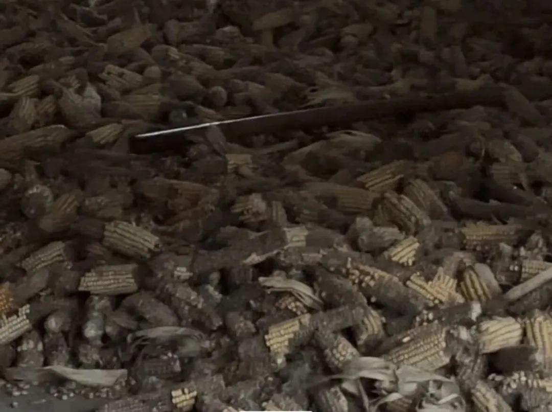 10月17日，看著哭也哭在安徽亳州，滿院米想玉米已經(jīng)霉壞，發(fā)霉<strong></strong>“都冒著煙”。出黃查受訪者提供