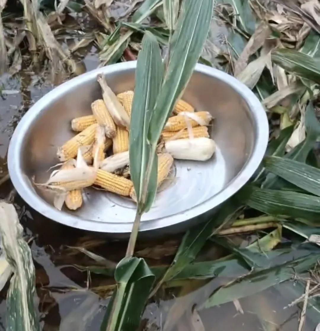 河南商丘永城，有農(nóng)戶用盆運(yùn)出玉米