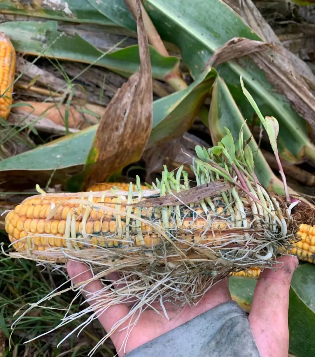 有的玉米籽粒已發(fā)芽成幼苗