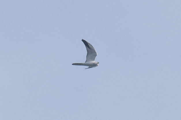 北京迁徙猛禽监测项目记录了在百望山发现的第38种猛禽——草原鹞。刘文利 摄