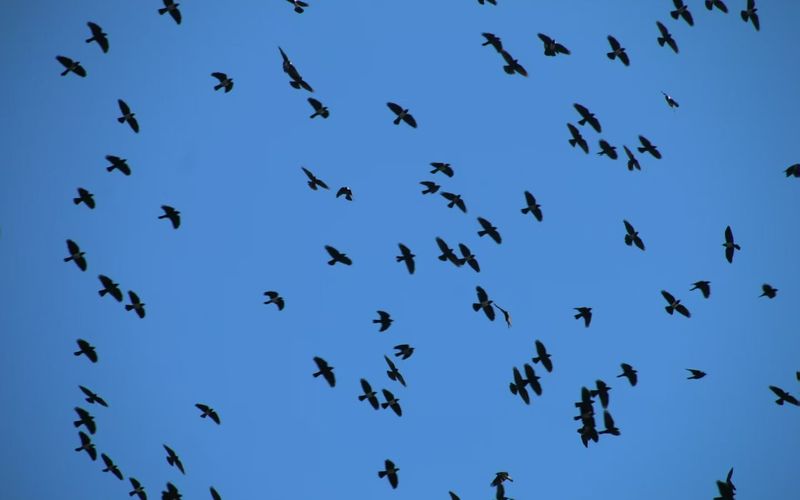 邓文洪在翠湖湿地拍到的达乌里寒鸦集群。邓文洪 摄