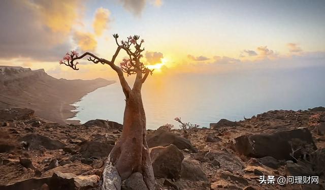 晉級四連板失??！股價(jià)上演高臺跳水：全天炸出41億資金…